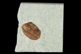 Ordovician Trilobite (Ampyxina) Fossil - Missouri #137242-1